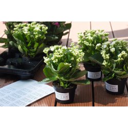 Herma etiket aftagelig film ektra strk 48,3x25,4 (880)