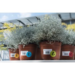 Herma etiket aftagelig film ektra strk 48,3x25,4 (880)