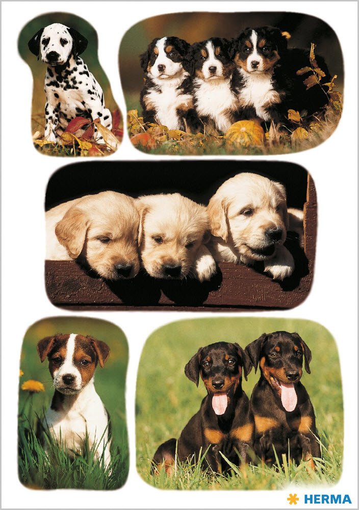 Herma Stickers Decor Hundehvalpe (3)
