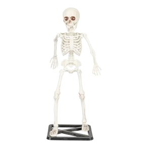 St�ende Skelet 56 cm