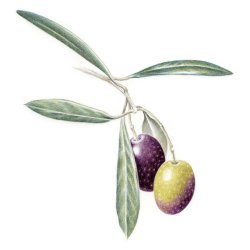 Farveblyant Tombow Irojiten asparagus