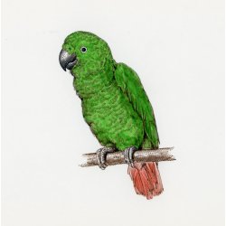 Farveblyant Tombow Irojiten chartreuse green