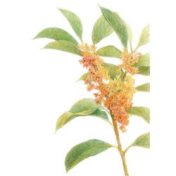 Farveblyant Tombow Irojiten chestnut brown