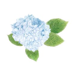 Farveblyant Tombow Irojiten hyacinth blue