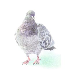 Farveblyant Tombow Irojiten mulberry