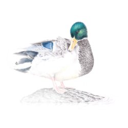 Farveblyant Tombow Irojiten opal green