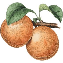 Farveblyant Tombow Irojiten plum