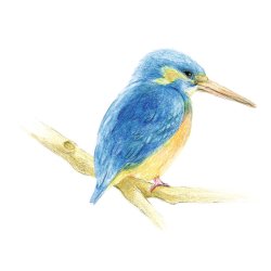 Farveblyant Tombow Irojiten spruce