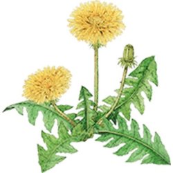 Farveblyant Tombow Irojiten yolk yellow